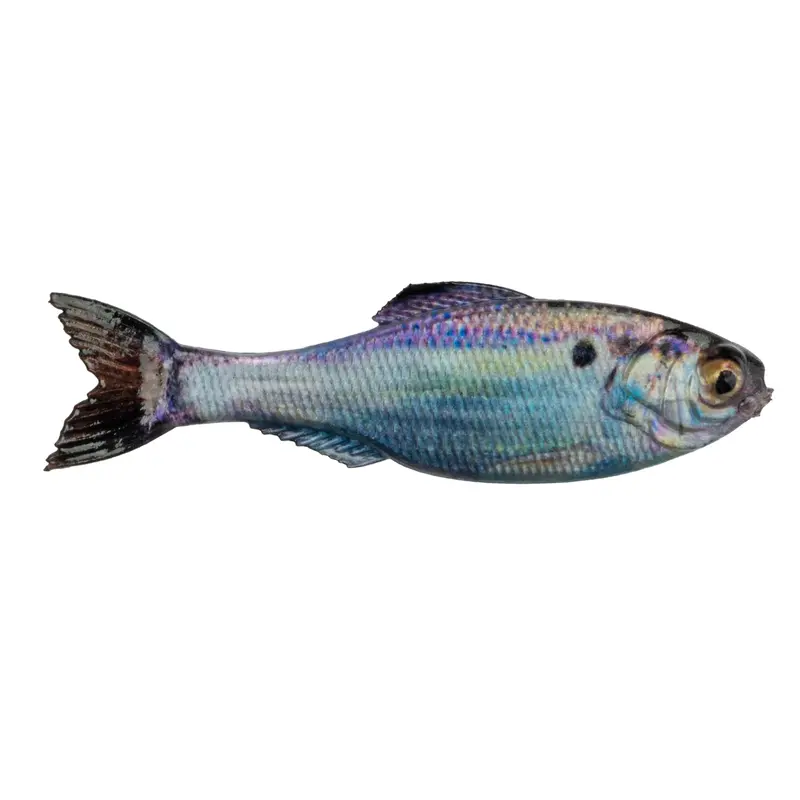 6Th Sense Panorama Swimbait – Unrigged Version For Custom Setup 1