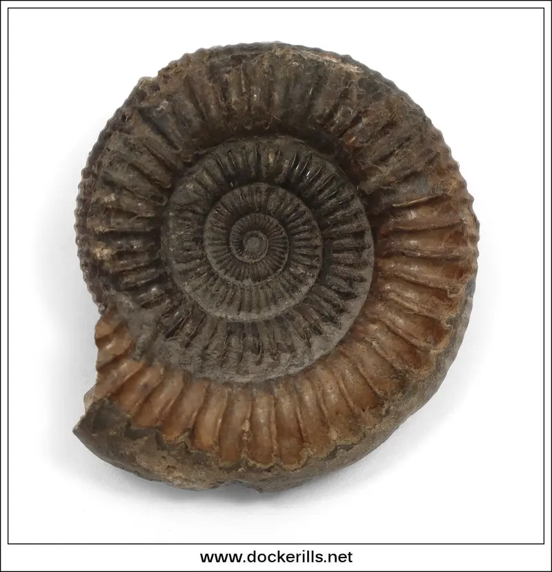 Dactilioceras Ammonite Fossil – Lower Jurassic Toarcian Specimen From Whitby, Uk (Am 010) 1