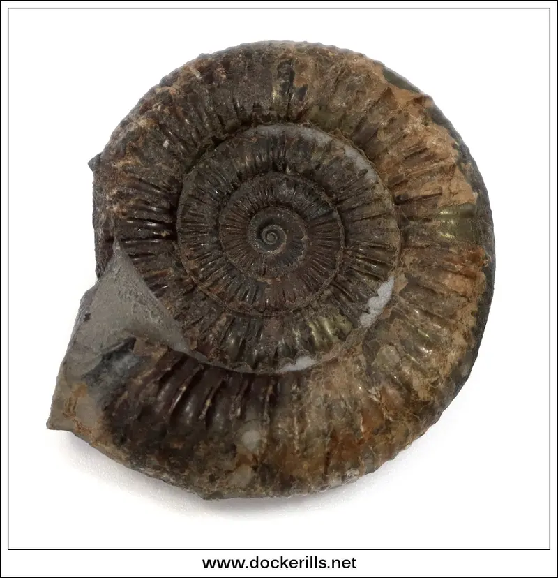 Dactylioceras Comune Fossil – Lower Jurassic, Toarcian, Whitby, Uk (Am014) 1