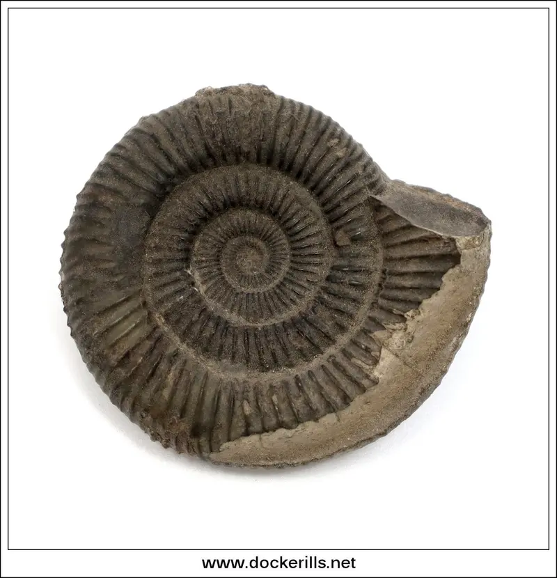 Genuine Lower Jurassic Ammonite – Dactylioceras Comune, Whitby, England (Am011) 1