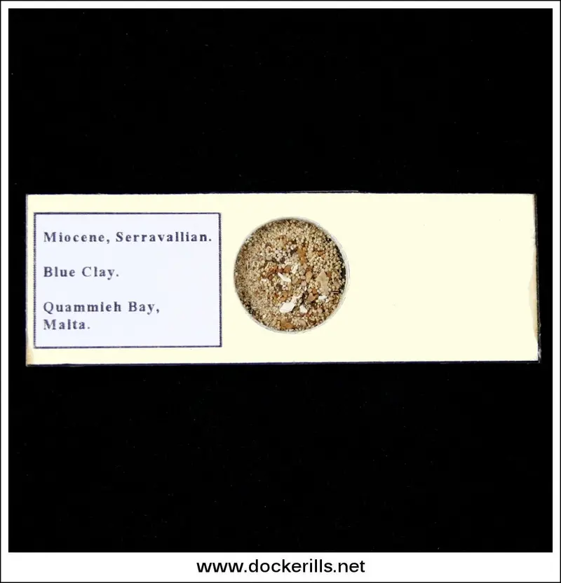 Miocene Serravalian Microfossil Slide – Blue Clay Foraminifera, Malta 1