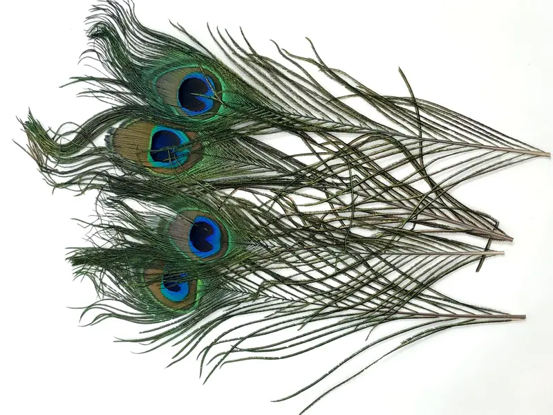 Natural Peacock Eye Feather Pack For Fly Tying 1