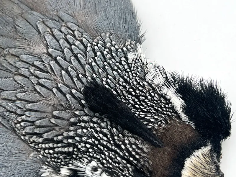 Perdix California Valley Quail Skin – Premium Grade 1